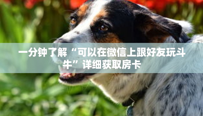 玩家秒懂“皇豪互众牛牛炸 金花房卡”详细购买房卡教程 玩家秒懂“皇豪互众牛牛炸 金花房卡”详细购买房卡教程